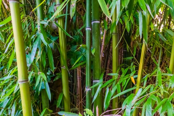 Bamboo Trimming in Winchester