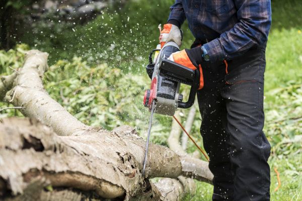 Branch Removal Service in Winchester