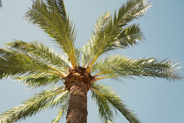 Palm Tree Pruning in Winchester