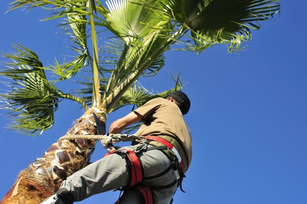 Palm Tree Trimming in Winchester