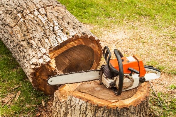 Tree Cutting Service in Winchester