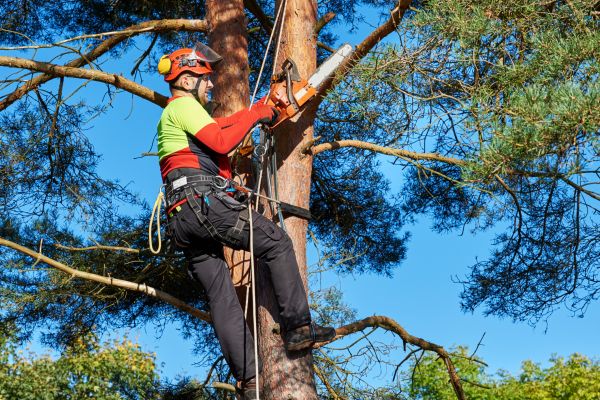 Tree Service in Winchester
