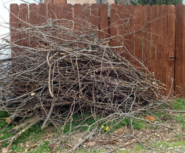 Dead Branch Removal in Winchester
