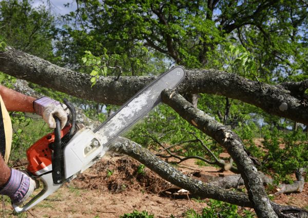 Tree Branch Cutting in Winchester