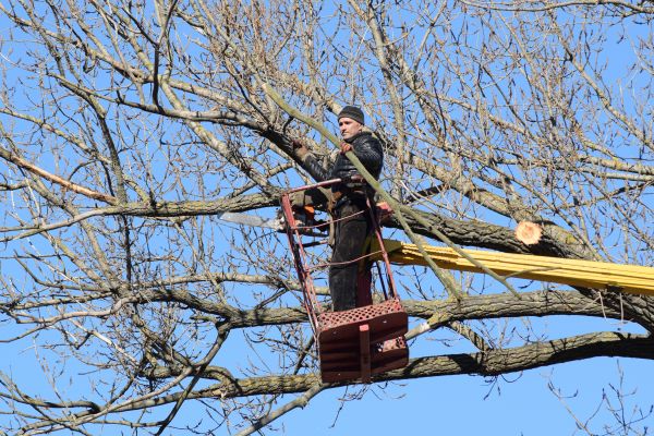 Emergency Tree Trimming in Winchester