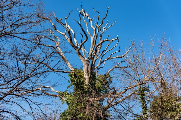 Deadwood Removal in Winchester