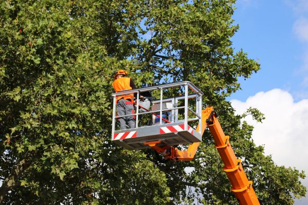 Commercial Tree Service in Winchester