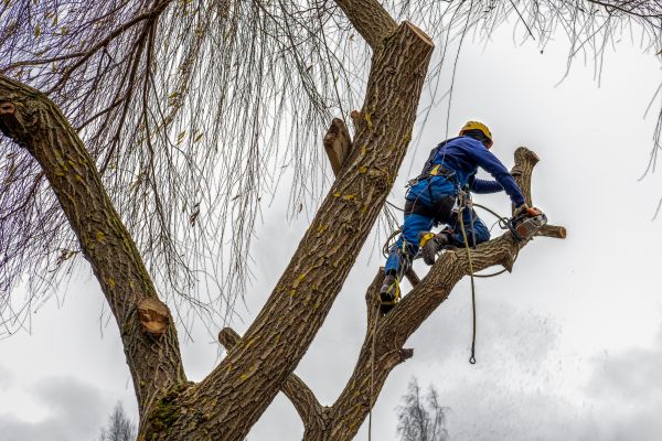 Tree Maintenance Service in Winchester