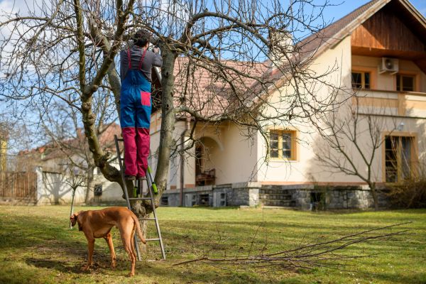 Residential Tree Trimming in Winchester