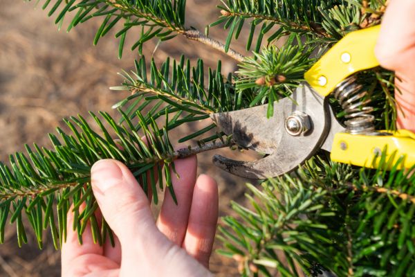Pine Tree Pruning in Winchester
