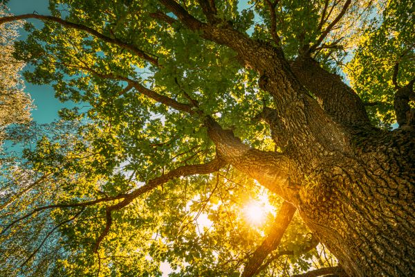 Oak Tree Pruning in Winchester