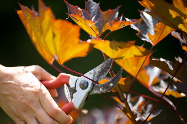 Maple Tree Pruning in Winchester