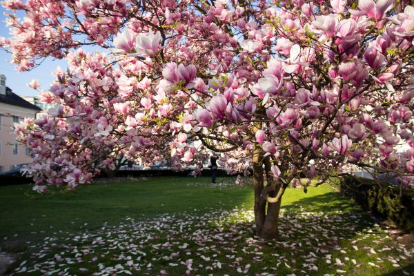 Magnolia Tree Pruning in Winchester