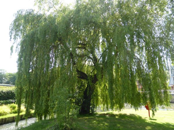 Willow Tree Trimming in Winchester