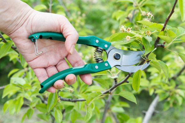 Pear Tree Pruning in Winchester