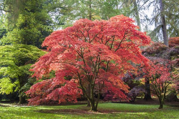 Japanese Maple Pruning in Winchester
