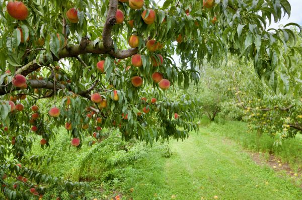 Peach Tree Pruning in Winchester