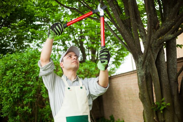 Tree Limb Pruning in Winchester