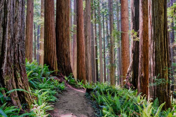 Redwood Tree Trimming in Winchester