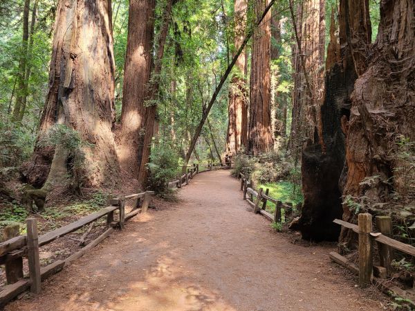 Redwood Tree Pruning in Winchester