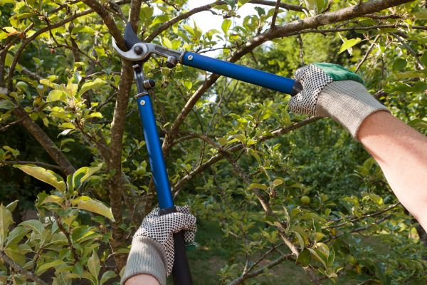 Residential Tree Pruning in Winchester
