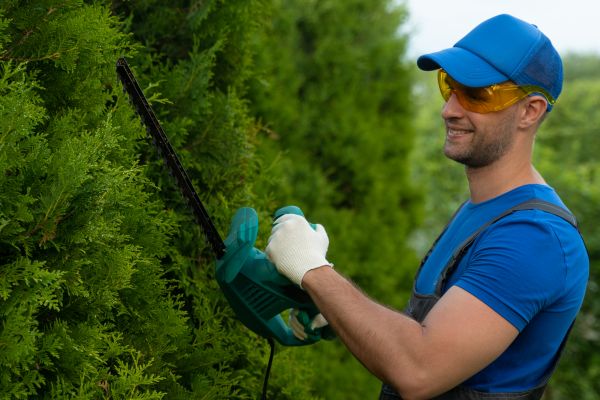 Tree Shaping Service in Winchester