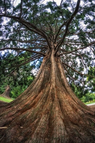Cedar Tree Pruning in Winchester