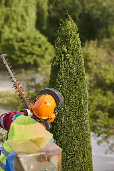 Cypress Tree Trimming in Winchester