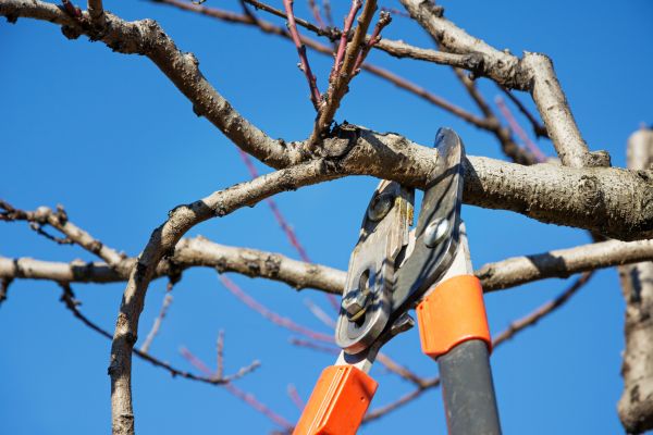 Peach Tree Trimming in Winchester