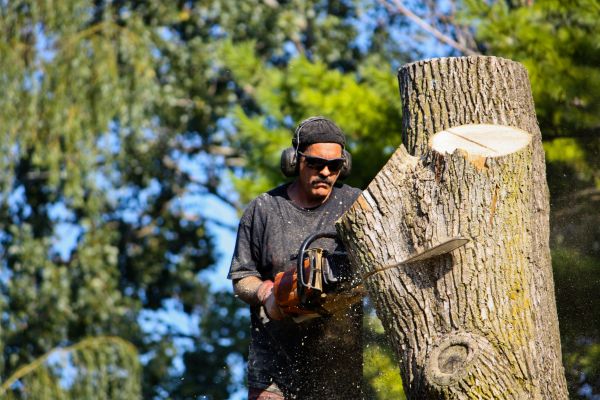 Ash Tree Pruning in Winchester