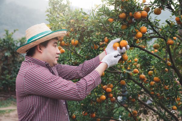 Orange Tree Pruning in Winchester