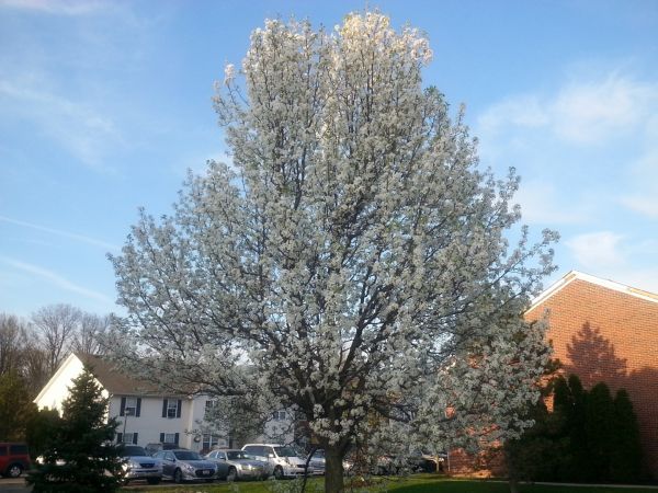 Bradford Pear Tree Pruning in Winchester