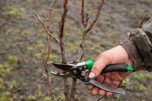 Pear Trees Pruning in Winchester