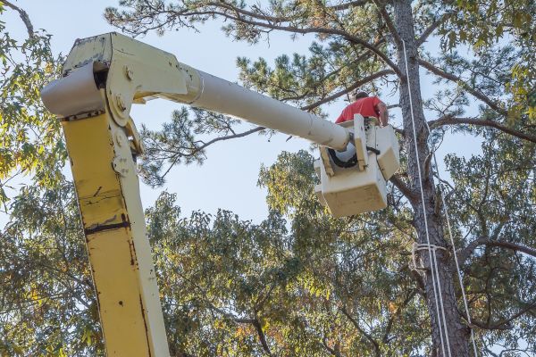 Limbs Trimming in Winchester