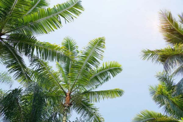 Queen Palm Tree Trimming in Winchester