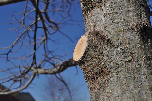 Limb Pruning in Winchester