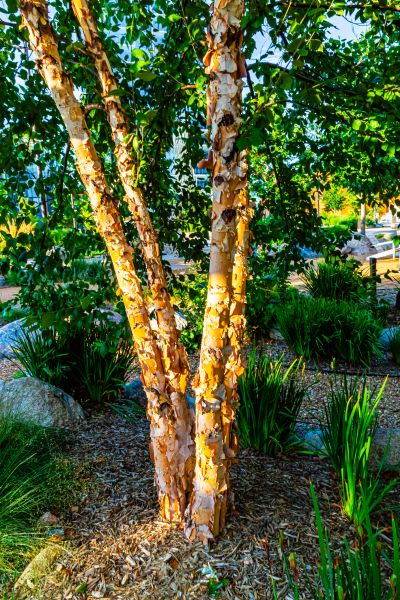 River Birch Trimming in Winchester