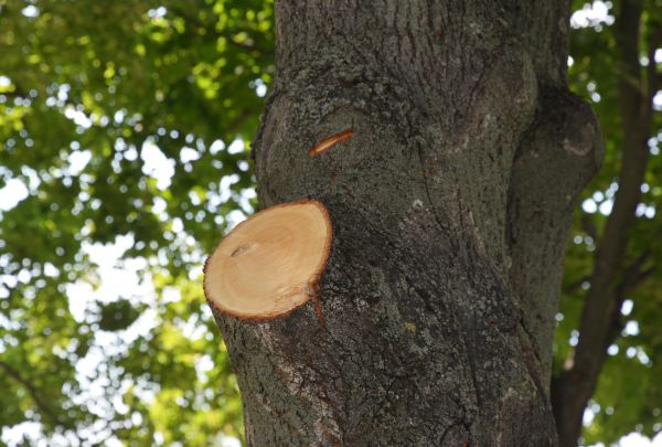 Limb Cutting in Winchester