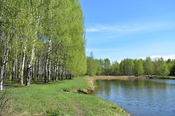 River Birch Pruning in Winchester
