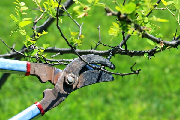 Branches Pruning in Winchester