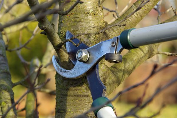 Tree Limb Trimming Service in Winchester