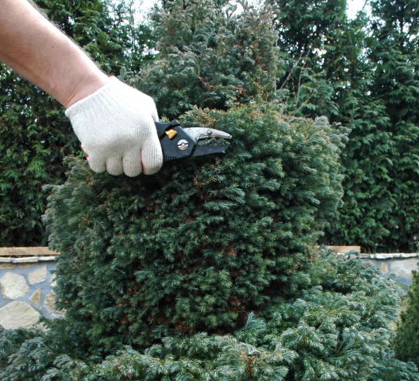 Ornamental Tree Trimming in Winchester