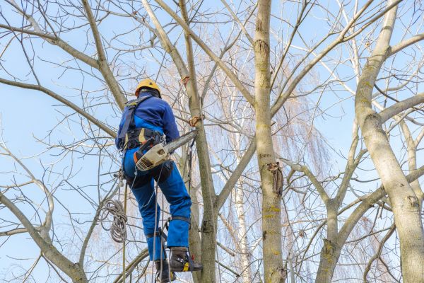 Large Tree Trimming in Winchester