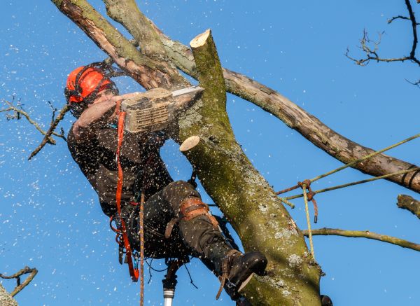 Tree Trimming Service in Winchester