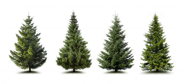Cost of Pine Tree Trimming in Winchester