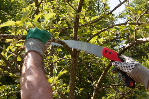 Apple Tree Trimming in Winchester