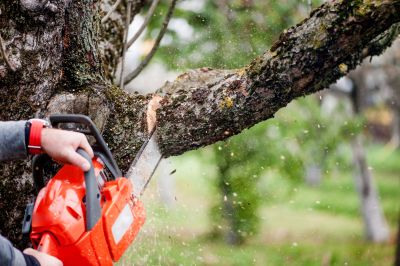 Cedar Tree Trimming