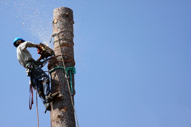 Commercial Property Tree Removal