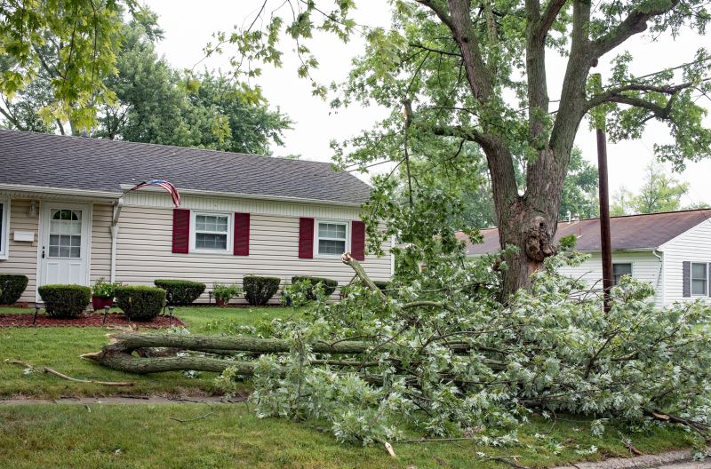 Tree Limb Fallen on Pathway