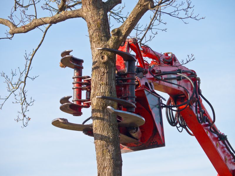 Tree Removal Machinery